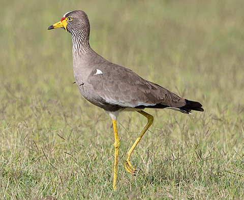 African Wattled Lapwing